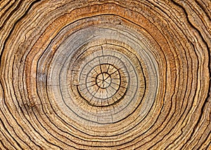 Closeup top view of tree rings from a cut tree stump which shows it\'s age.