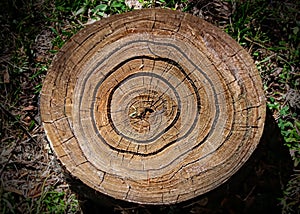 Closeup top view of tree rings from a cut tree stump which shows it\'s age.