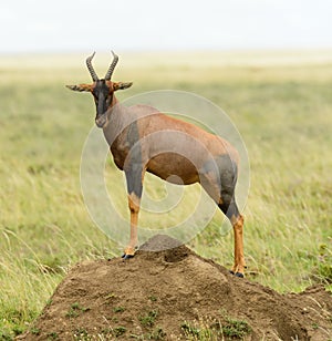 Closeup of a Topi on a mound