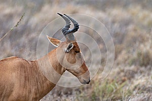 Closeup of a Topi in Serengeti National Park, Tanzania, Africa