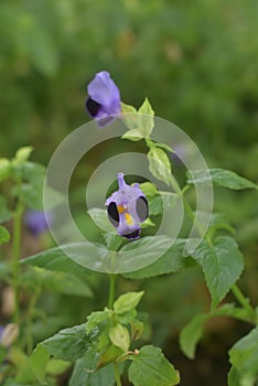 Closeup of Torenia fournieri, the bluewings or wishbone flower.