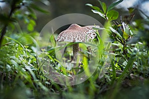 Closeup of the toxic Lepiota brunneoincarnata mushroom growing in the forest after rain.