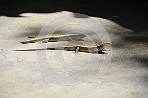 Closeup of Trachylepis striata lizards crawling on a concrete surface photo