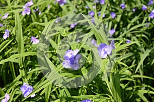 Tradescantia bracteata with light purple flowers photo