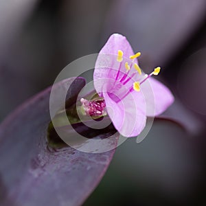 Closeup of the Tradescantia pallida flower