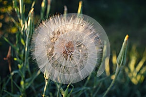 Closeup Tragopogon porrifolius also called goatsbeard