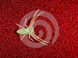 Transparent Spider on Red Background