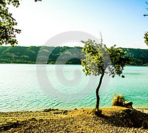 Closeup of a tree against the lake surrounded by the green hills