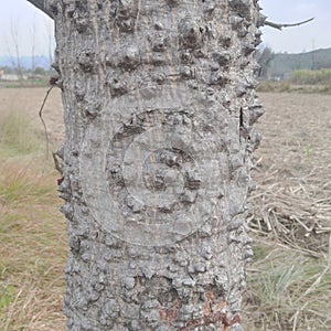 Closeup of a Tree alongside fields