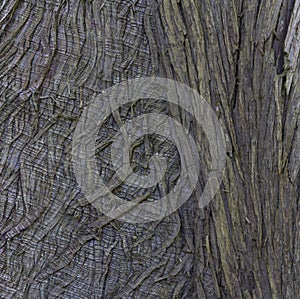 Closeup of Tree Bark for Abstract Textured Background