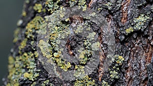 Closeup of the tree bark,cortex.