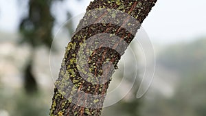 Closeup of the tree bark,cortex.