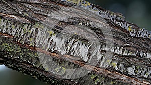 Closeup of the tree bark,cortex.