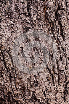 Closeup of tree bark crust texture