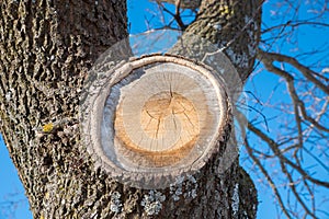 Closeup of a tree bark with snag and wood scar