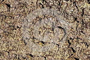 Closeup Tree Bark Texture For Background