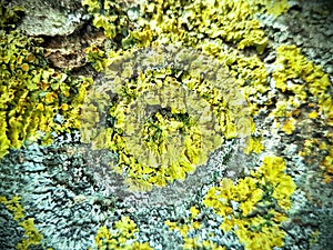 Closeup of a tree bark texture with moss