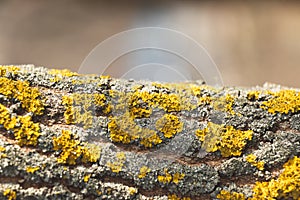 Closeup of a tree bark texture with moss