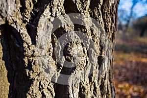 closeup tree barrel in a forest