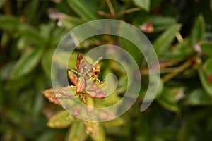 Closeup of a tree branch with delicate small leaves covered in dew