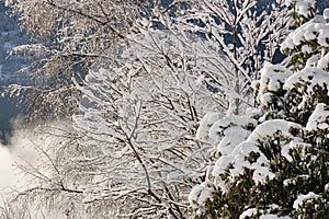 closeup of tree branches covered with snow