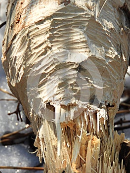 Closeup of tree chewed by Beaver