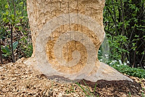 Closeup of a tree cut by beavers