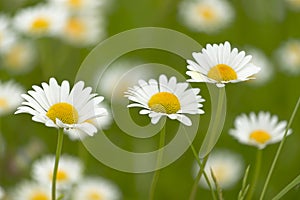 Closeup of tree daisies, chamomile medicative flowers on green b