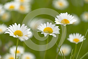 Closeup of tree daisies, chamomile medicative flowers on green b photo