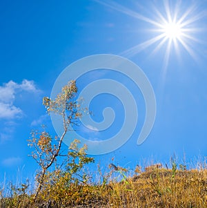 Closeup tree on grass hill top at  sunny day