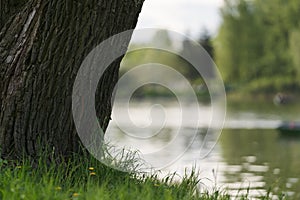 closeup of tree with grass and a lkae on background