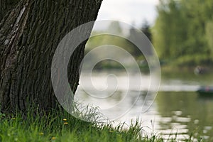 closeup of tree with grass and a lkae on background photo