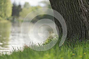 closeup of tree with grass and a lkae on background photo