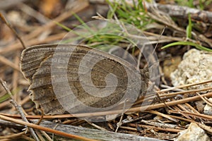 Closeup of the Tree Grayling butterfly, Hipparchia statilinus in