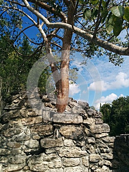 Closeup of tree growing in structure in Kohunlich Mayan ruins