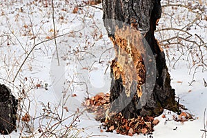 Closeup of a tree that has been chewed by a beaver in winter
