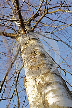Closeup of a tree with long bare branches from below with blue sky background on a swamp in early spring in Denmark