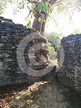 Closeup of tree next to gap growing in structure in Kohunlich Mayan ruins