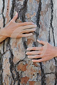 Closeup, tree and person with a hug, protection and natural care with sustainability, environment and green energy. Zoom