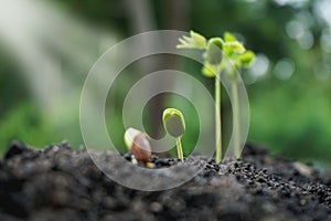 Closeup Tree planting seedling care grows on a soil sapling growing on green nature background, Agriculture saves The Earth and