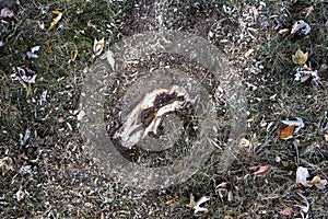 Closeup of tree root in a grass lawn that has been ground up to reduce problems when mowing the lawn