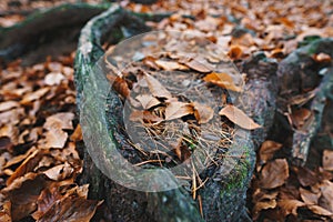 Closeup of tree roots with leaves