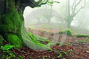 Closeup of tree roots with moss on forest