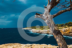 Closeup of a tree with the sea and rocks under a cloudy sky on the blurry background