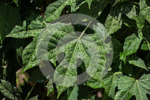 Closeup of Tree spinach or Chaya plants