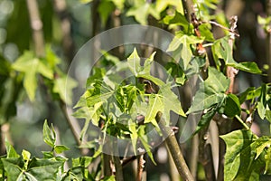 Closeup of Tree spinach or Chaya plants