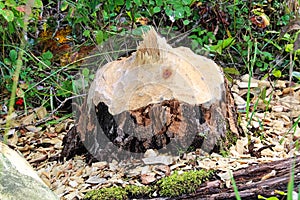 Closeup of a tree stump chewed by a beaver