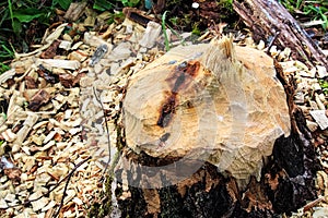 Closeup of a tree stump chewed by a beaver