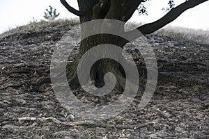 Closeup tree stump with hollow and covered by moss