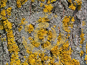 Close up of old tree trunk with yellow lichen and moss. Macro lichen texture on tree surface